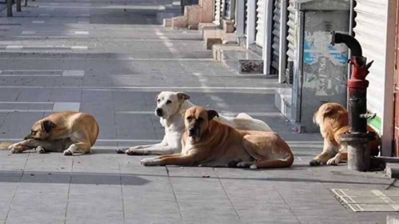 Sahipsiz Saldırgan Köpekler Uyutulacak!