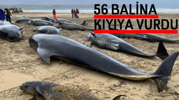  56 Pilot Balina İskoçya'da Kıyıya Vurdu