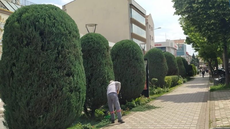 Sincan Belediyesi'nden ağaçlara sanatsal dokunuş