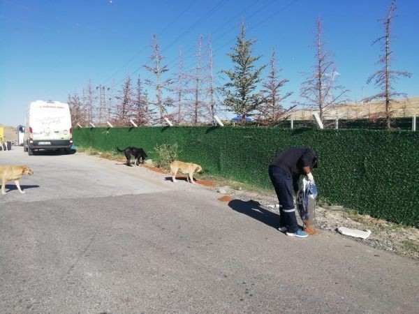  Sincan Belediyesi'nden sokak hayvanlarına 78 beslenme noktası