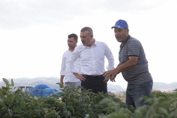 Sincan'da Buğday Hasadı Başladı! Başkan Ercan biçerdövere bindi, buğday biçti...