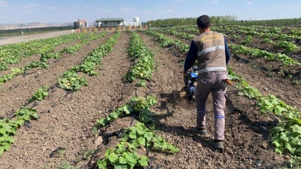 Keçiören belediyesi bostanında hasat başladı