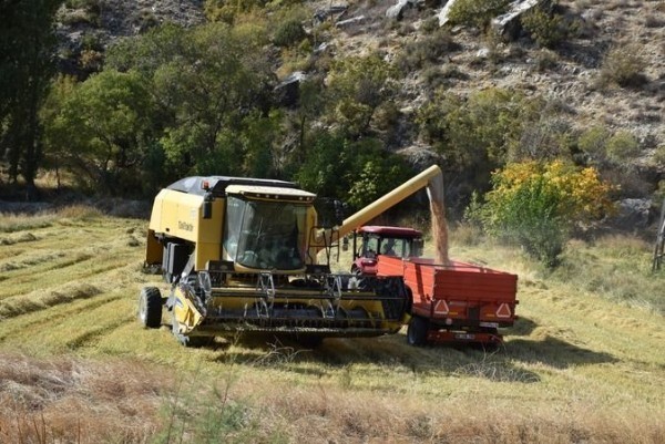  Ankara'nın Nallıhan ilçesinde çeltik hasadı üç mahallede başladı: Akdere Mahallesi üretim alanına katıldı