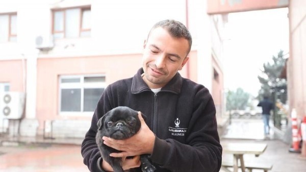  Yaralı köpeği Kahramankazan Belelediyesi çalışanları sahiplendi