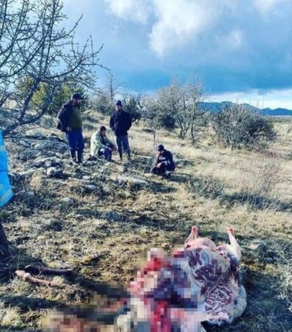  Zonguldak'tan Ankara'ya kaçak Kızıl Geyik avlamaya geldiler!