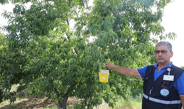 Büyükşehir'den Akdeniz Meyve Sineği'ne Tuzak