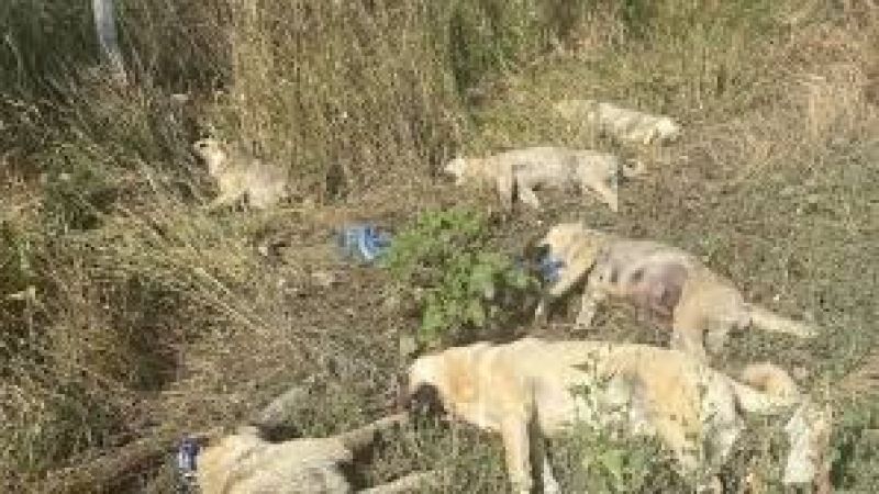  Ankara Çankaya'da Üzerine Yıldırım Düşen 6 Köpek Öldü!