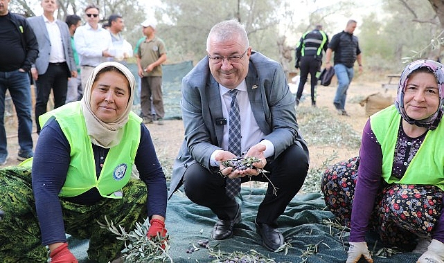 Edremit Belediyesi'nde zeytin hasadı başladı