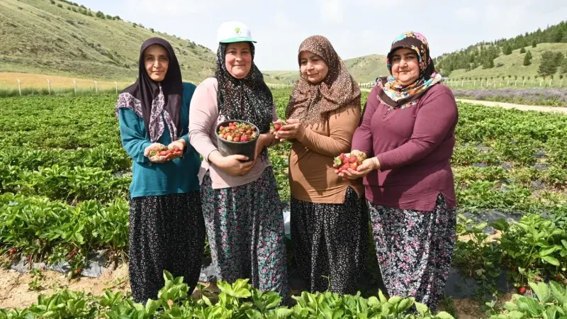 Mamak’ın Tarlasından, Mamaklı’nın Sofrasına