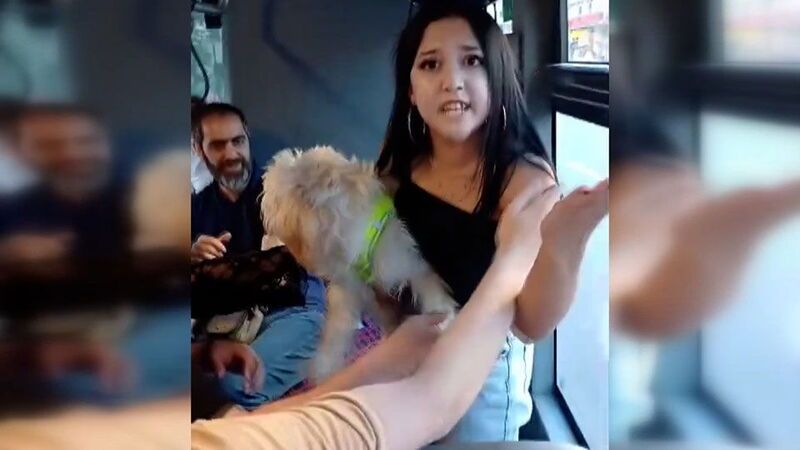  Otobüste köpek tartışması: Yolcular arasında gerginlik yaşandı