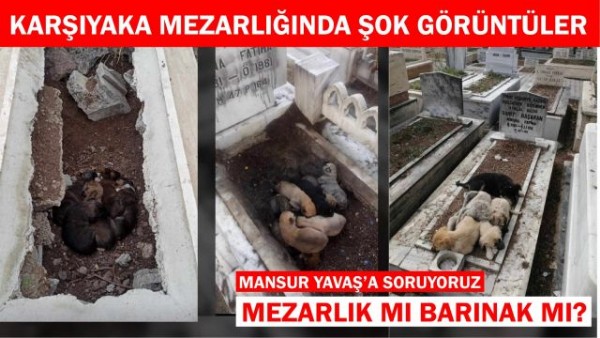 Karşıyaka mezarlığı köpek barınağı gibi...