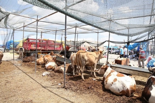 Kayseri Büyükşehir kurban tedbirlerini aldı