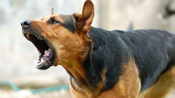  Köpek korkusu Ankara'yı sardı! Arabanın önüne atlayarak canını kurtardı!