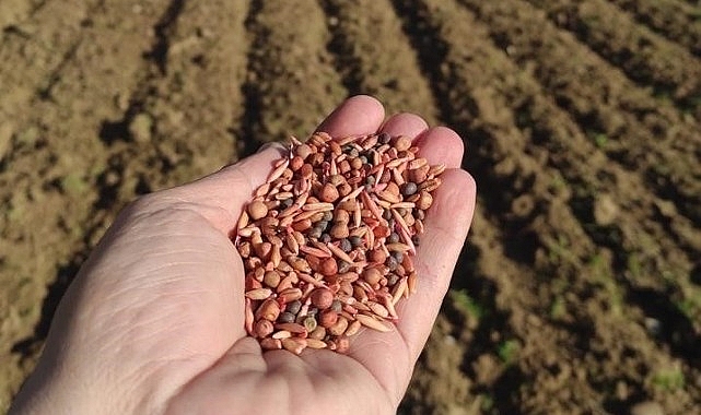  Manisa Büyükşehir Belediyesi, üreticileri destekleme çalışmaları kapsamında 500 ton tohum desteğinde bulunacak