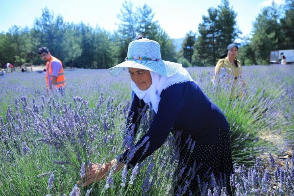  Muğla'nın Lavanta Bahçesi ziyarete açılıyor