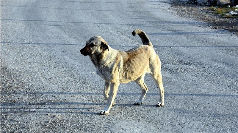 Ankara Valiliği'nden hasta köpekler hakkında açıklama: Karantinaya alındılar