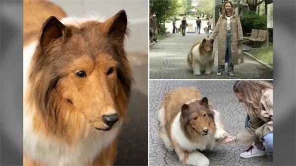 Köpeğe dönüşen adam, sokaklarda gezmeye başladı! 380 bin lira harcayan Japon, artık köpek gibi yaşıyor! “Çocukluk hayalim gerçek oldu!...